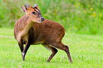 Muntjac deer (Muntiacus reevesi) sniffing the air for signs of danger on garden lawn, Hertfordshire, England, UK, June