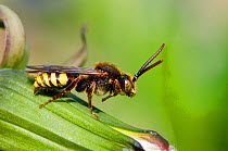 Nomad bee (Nomada flava) a 'cuckoo bee' who lays its eggs in the nests of various Andrena bees, Herfordshire, England, UK, May