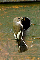 Pied Flycatcher (Ficedula hypoleuca) female at nest box with food, Wales, UK, June