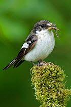 Pied Flycatcher (Ficedula hypoleuca) Second year male with food showing brown and black colouration, Wales, UK, June
