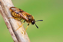 Sawfly (Abia lonicerae) on dead honeysuckle stem, Hertfordshire, England, UK, April