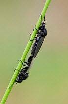St Mark's Fly (Bibio marci) mating pair on grass stem, West Sussex, England, UK, May