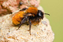 Tawny Mining Bee (Andrena fulva) resting on masonary in garden, Hertfordshire, England, UK, May