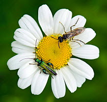 Thick legged flower beetle (Oedemera nobilis)bottom,  with Sawfly (Symphyta sp) on Ox eye daisy (Leucanthemum vulgare) Bedfordshire, England, UK, May
