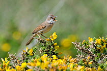Whitethroat (Sylvia communis) male in full song on Gorse, Cornwall, England, UK, May