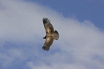 Andean Condor (Vultur Gryphus) juvenile in flight, Papallacta, Ecuador