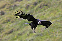 Andean condor (Vultur gryphus) male in flight, Imbaburra, Ecuador