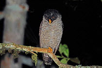 Black and white owl (Strix nigrolineata) perched on branch looking for moths, Mindo, Equador
