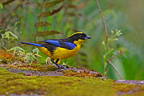 Blue winged mountain tanager (Anisognathus somptuosus) perched on a wall, Mindo, Ecuador