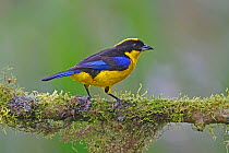 Blue-winged mountain tanager (Anisognathus somptuosus) perched on branch, Mindo, Ecuador
