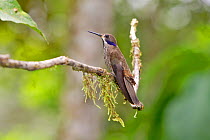 Brown violetear (Colibri delphinae) perched on branch, Mindo, Ecuador