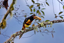 Pale-mandible aracari (Pteroglossus erythopygius) perched on a branch, Mindo, Ecuador