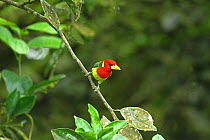 Red headed barbet (Eubucco bourcierii) perched on branch in tree, Mindo, Ecuador