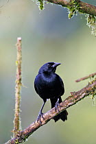 Scrub blackbird (Dives warczewiczi) perched on branch, Mindo, Ecuador