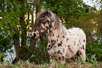 Appaloosa Horse, Camargue, France
