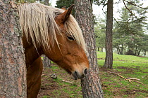 Comtois horse, looking between trees, Auvergne, France