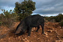 Wild breeding of gascon pigs, Minervois, France