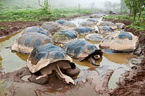 Volcan Alcedo giant tortoises (Chelonoidis nigra vandenburghi) wallowing in rain pools on caldera floor on a foggy mornign, Alcedo Volcano, Isabela Island,, Galapagos Islands, Ecuador