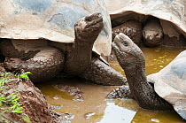 Volcan Alcedo giant tortoises (Chelonoidis nigra vandenburghi) wallowing in seasonal rain pool, possibly for warmth or to deter ticks, Alcedo Volcano, Isabela Island, Galapagos Islands, Ecuador