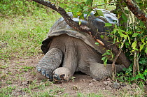 Volcan Alcedo giant tortoises (Chelonoidis nigra vandenburghi) having a noon siesta, Alcedo Volcano, Isabela Island, Galapagos Islands, Ecuador