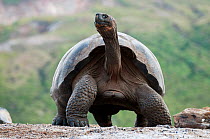 Volcan Alcedo giant tortoises (Chelonoidis nigra vandenburghi) large male on caldera floor, Alcedo Volcano, Isabela Island, Galapagos Islands, Ecuador