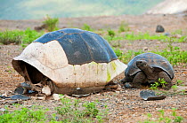 Volcan Alcedo giant tortoises (Chelonoidis nigra vandenburghi) juvenile inspecting carrapace of dead female, Alcedo Volcano, Isabela Island, Galapagos Islands, Ecuador