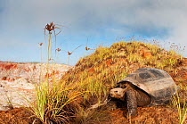 Volcan Alcedo giant tortoises (Chelonoidis nigra vandenburghi), Alcedo Volcano, Isabela Island,, Galapagos Islands, Ecuador
