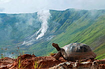 Volcan Alcedo giant tortoises (Chelonoidis nigra vandenburghi) among steaming fumaroles on western caldera rim, Alcedo Volcano, Isabela Island, Galapagos Islands, Ecuador