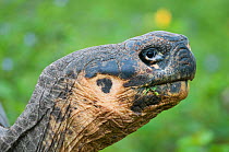 Iguna cove giant tortoise (Geochelone vicina) head,  Cerro Azul Volcano, Isabela Island, Galapagos Islands, Ecuador