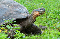 Iguna cove giant tortoise (Geochelone vicina),  Cerro Azul Volcano, Isabela Island, Galapagos Islands, Ecuador