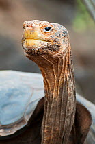 Hood island giant tortoise (Chelonoidis nigra hoodensis) used for breeding program since 1960s, Tortoise Breeding Centre, Puerto Ayora, Santa Cruz Island, Galapagos Islands, Ecuador, Critically endang...