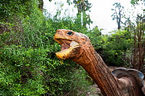Hood island giant tortoise (Chelonoidis nigra hoodensis) feed, old male 'Diego' returned to Galapagos from the San Diego Zoo in 1977 for captive breeding program, Tortoise Breeding Centre, Puerto Ayor...