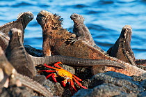 Marine iguana (Amblyrhynchus cristatus) with sally-lightfoot crab (Grapsus grapsus) which may clean skin of ticks and debris. Puerto Egas, James Bay, Santiago Island, Galapagos Islands, Ecuador, June.