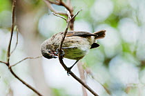 Medium tree finch (Camarhynchus pauper) foraging in Scalesia forest canopy, by peeling bark in search of insects. Cerro Paja, Floreana Island, Galapagos Islands, Ecuador, June.