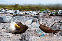 Waved Albatross (Phoebastria irrorata) and Blue-footed Booby (Sula nebouxii) squabbling over nesting sites. Galapagos Islands, Ecuador, June.