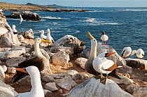 Waved albatross (Phoebastria irrorata), Swallow-tailed gulls (Creagrus furcatus) and Nazca boobies (Sula granti) nesting as a mixed colony. Punta Cevallos, Espanola (Hood) Island, Galapagos Islands, E...