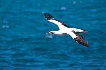 Nazca booby (Sula granti) in flight, carrying a stone in its beak, possibly for nest-building. Punta Cevallos, Espanola Island, Galapagos Islands, Ecuador, May.