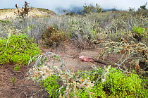 Pink iguana (Conolophus marthae) in dry habitat on caldera rim, Wolf Volcano, Isabela Island, Galapagos Islands,Critically endangered species