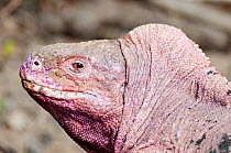 Pink iguana (Conolophus marthae) Northern caldera rim, Wolf Volcano, Isabela Island, Galapagos Islands, Ecuador, Critically endangered species
