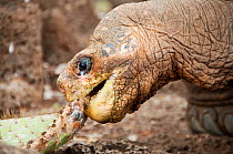 Pinta Island tortoise (Chelonoidis nigra abingdoni) 'Lonesome George' the last Pinta Island tortoise, captive, which died June 2012, Pinta Island, Galapagos, July 2008