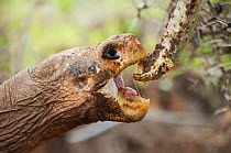 Pinta Island tortoise (Chelonoidis nigra abingdoni) 'Lonesome George' the last Pinta Island tortoise, captive, which died June 2012, Pinta Island, Galapagos, July 2008
