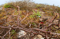 Red-footed booby (Sula sula) nesting in dry palo santo (Bursera graveolens). Prince Phillip's Steps, Genovesa (Tower) Island, Galapagos, June.