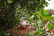 Red-footed booby (Sula sula) nesting in mangrove thicket. Darwin Bay, Genovesa (Tower) Island, Galapagos, Ecuador, June.