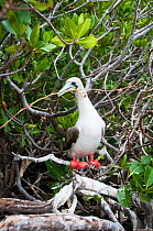Red-footed booby (Sula sula) gathering nesting material. Darwin Bay, Genovesa (Tower) Island, Galapagos, Ecuador, June.