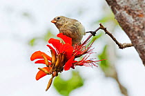 Small tree finch (Camarhynchus parvulus) foraging on red flowers. Galapagos Islands, Ecuador, November.