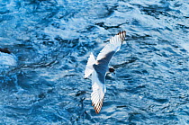 Swallow-tailed gull (Creagrus furcatus) in flight, Punta Cevallos, Espanola Island, Galapagos, Ecuador, May.
