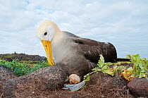 Waved albatross (Phoebastria irrorata) trying to move its egg from between two rock. Punta Cevallos, Espanola (Hood) Island, Galapagos Islands, Ecuador, May.