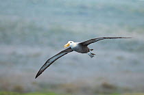 Waved albatross (Phoebastria irrorata) in flight. Punta Cevallos, Espanola (Hood) Island, Galapagos Islands, Ecuador, May.