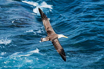 Waved albatross (Phoebastria irrorata) in flight over waves. Punta Cevallos, Espanola (Hood) Island, Galapagos, Ecuador, May.