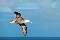 Waved albatross (Phoebastria irrorata) in flight. Punta Cevallos, Espanola (Hood) Island, Galapagos, Ecuador, May.